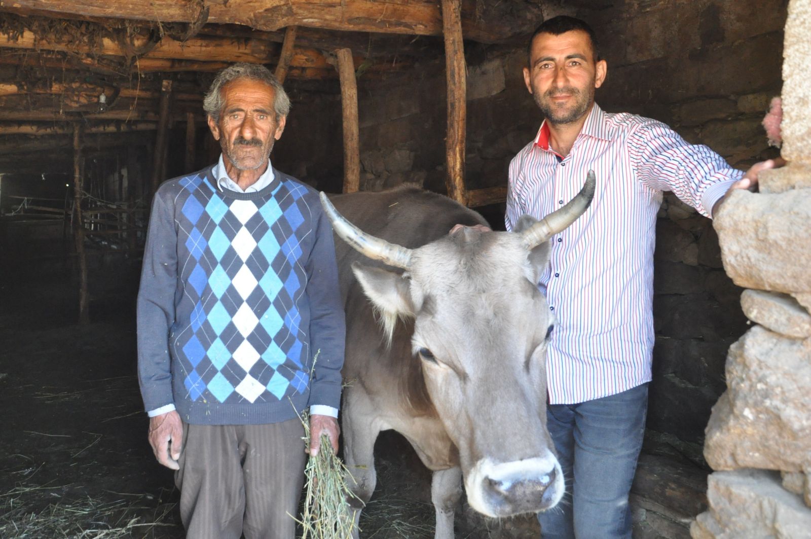 Hakkari'de bataklığa saplanan inek kurtarıldı