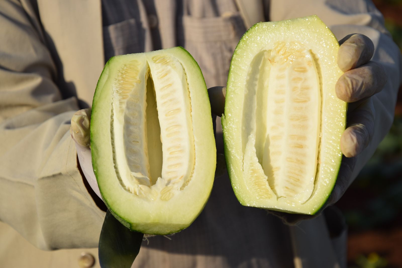 Dışı karpuz, içi kavun, tadı salatalık gibi! Hasat başladı