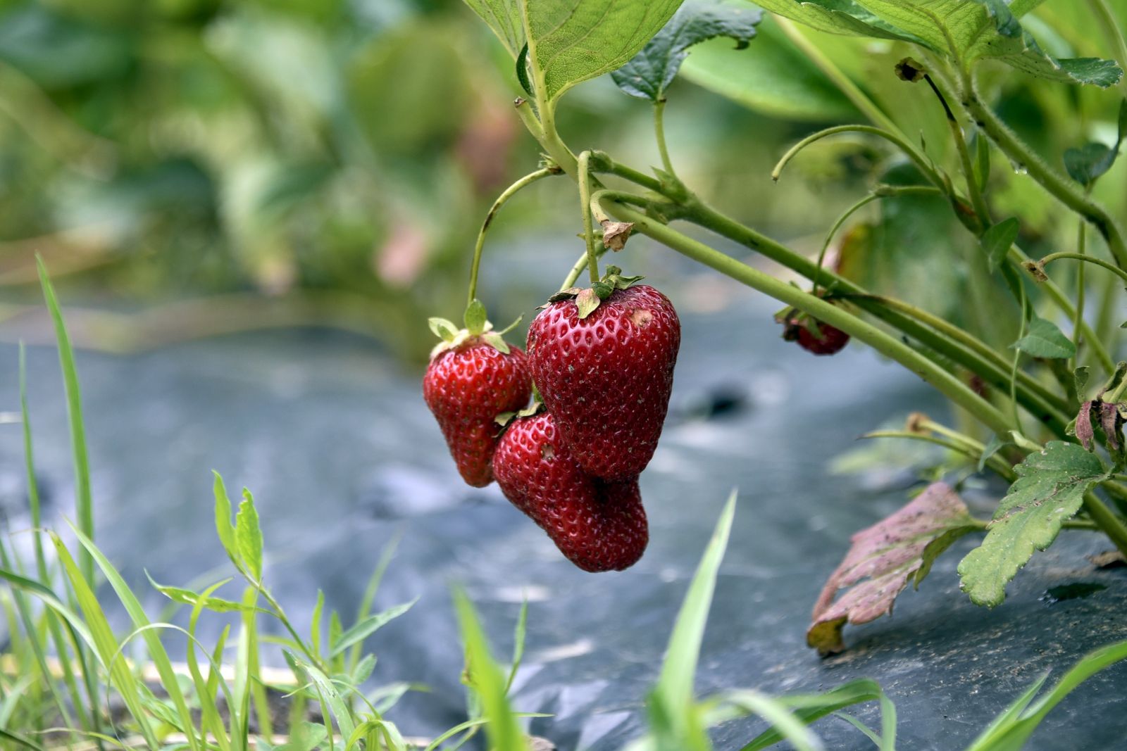 Bu çilekler çok farklı