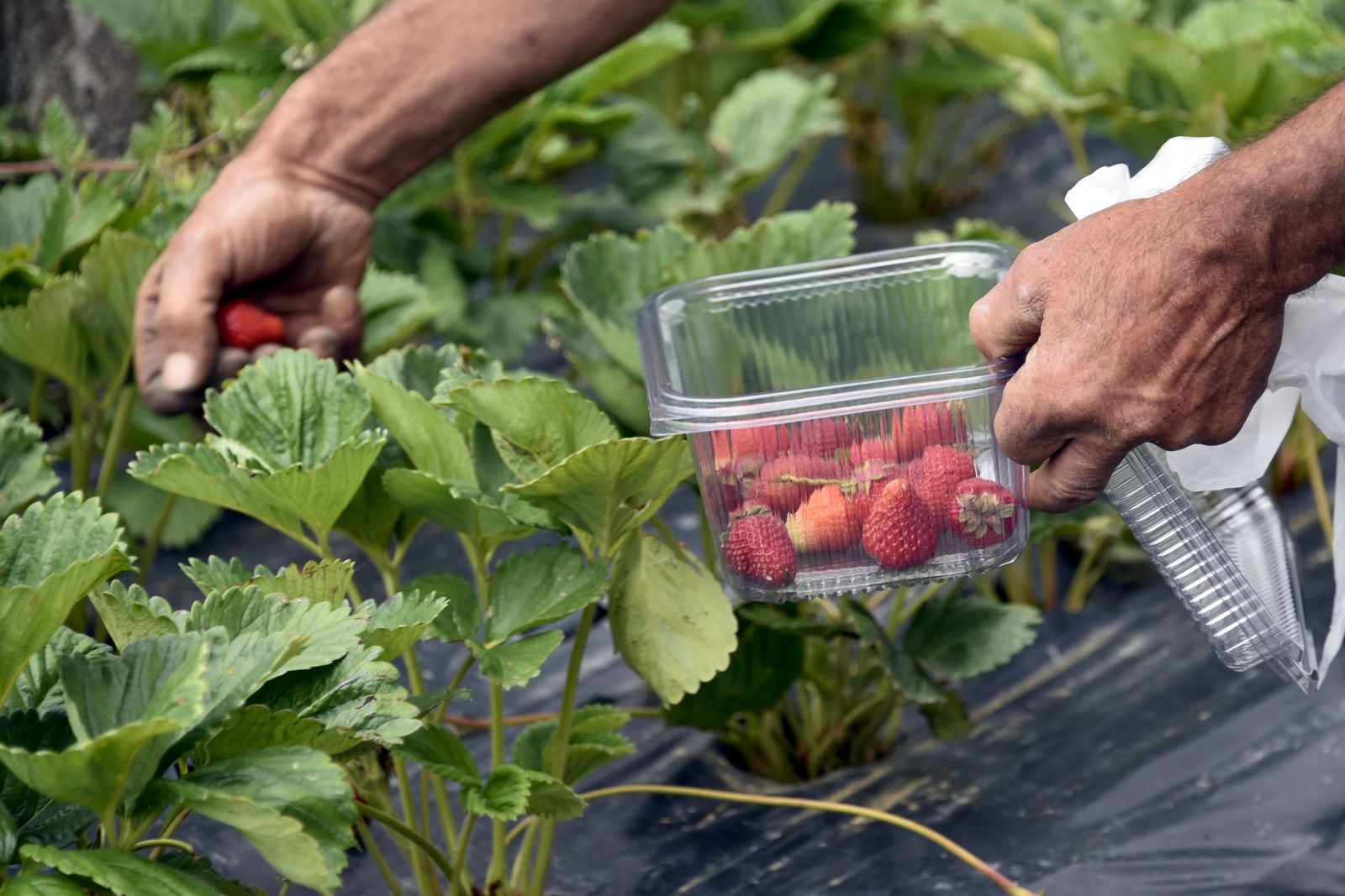 Bu çilekler çok farklı