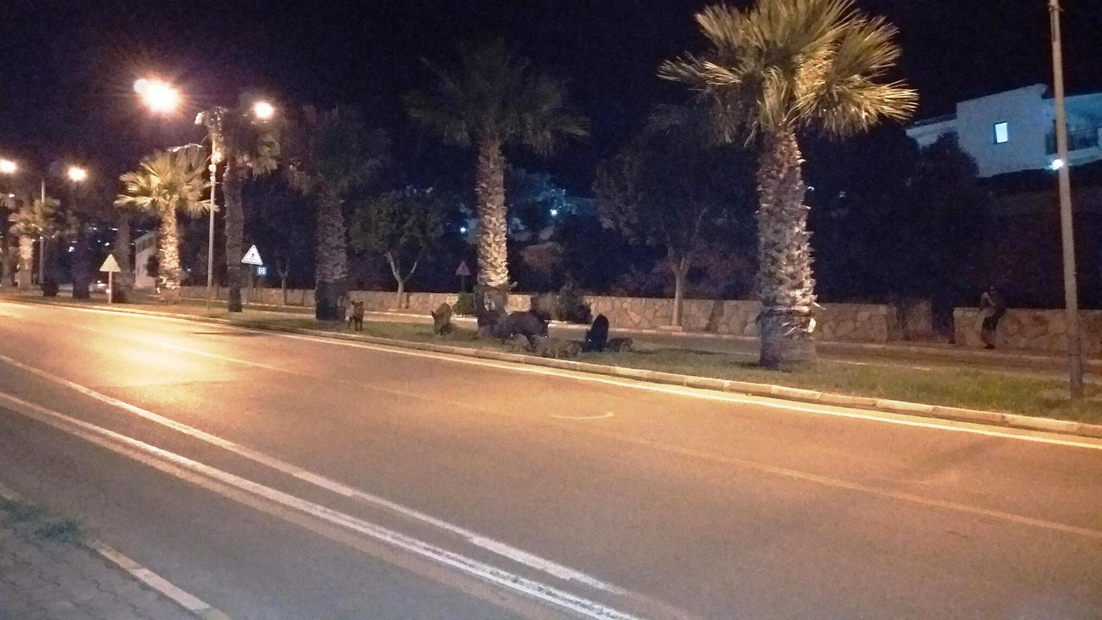 Bodrum’da şehre inen domuz ailesi ilgi odağı oldu