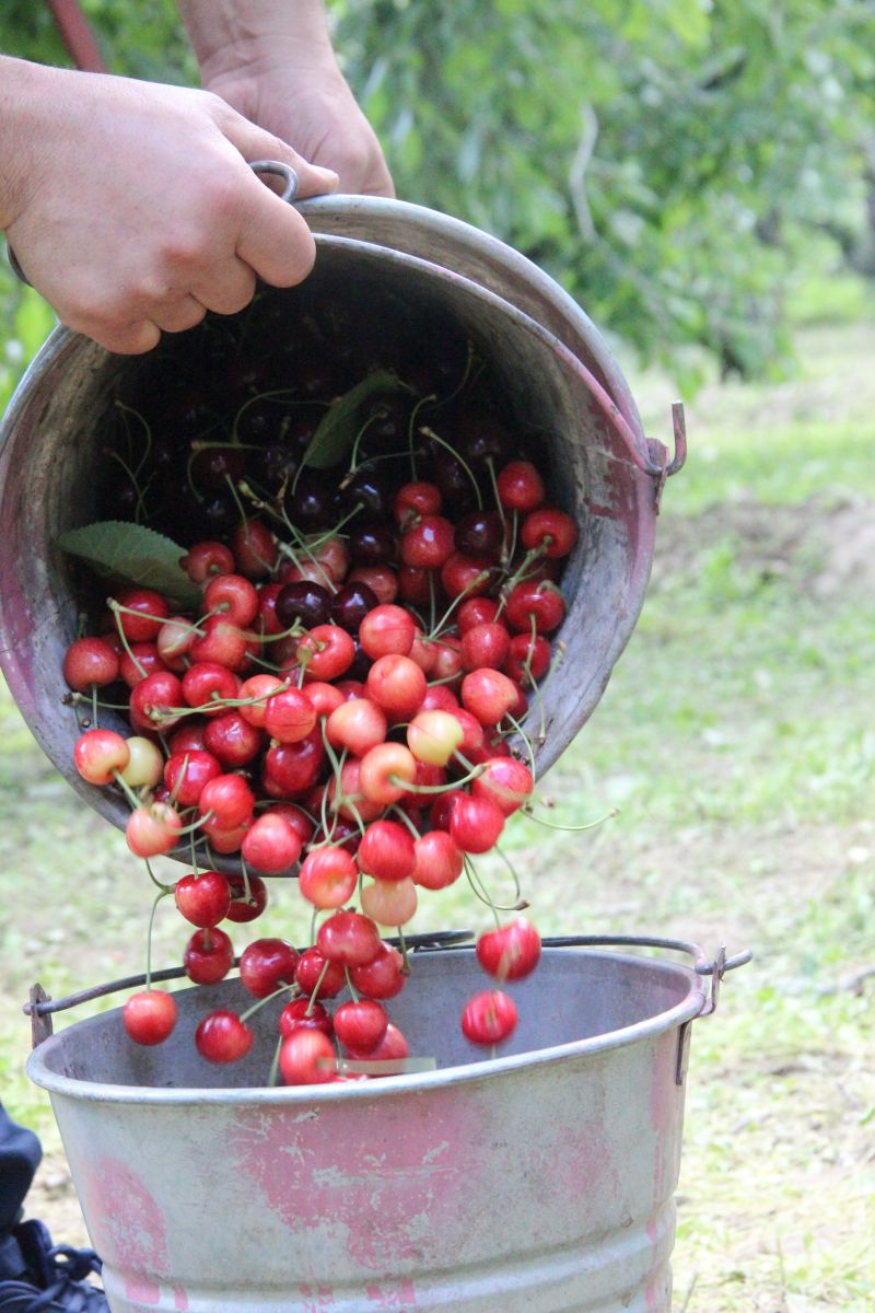 Dünyanın en kalitelisi olarak biliniyor! Napolyon kirazının hasadı başladı