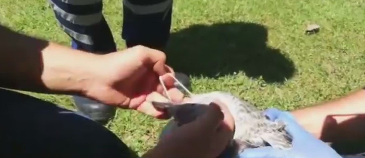 Covid-19’dan korunmak için takılan maske Haliç’te martıyı öldürüyordu