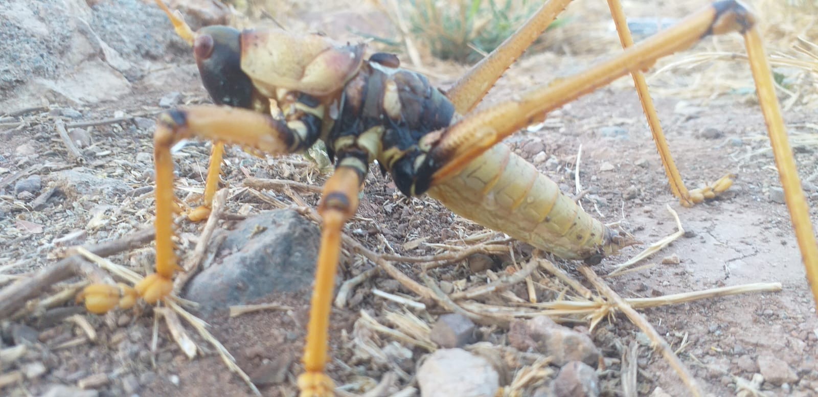 Adıyaman'da dev çekirge! Tam 25 santimetre
