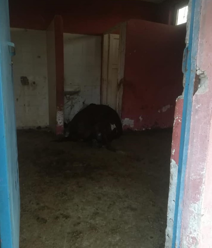 Koku gelince ortaya çıktı, kayıp hayvanlar 11 gün sonra halı sahada bulundu 1'i telef oldu