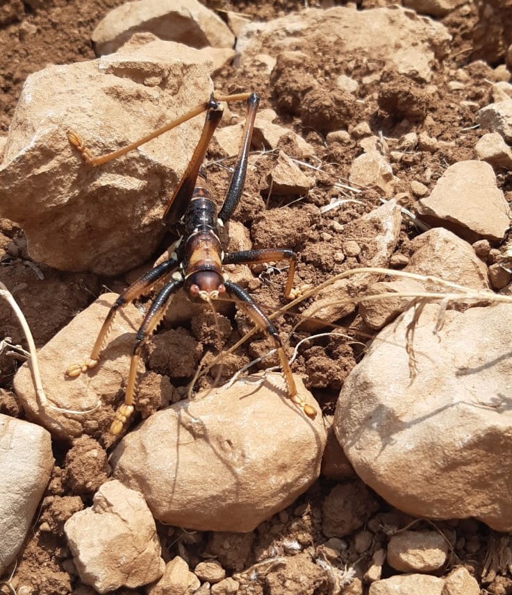 Adıyaman'da insana saldıran çekirge paniği