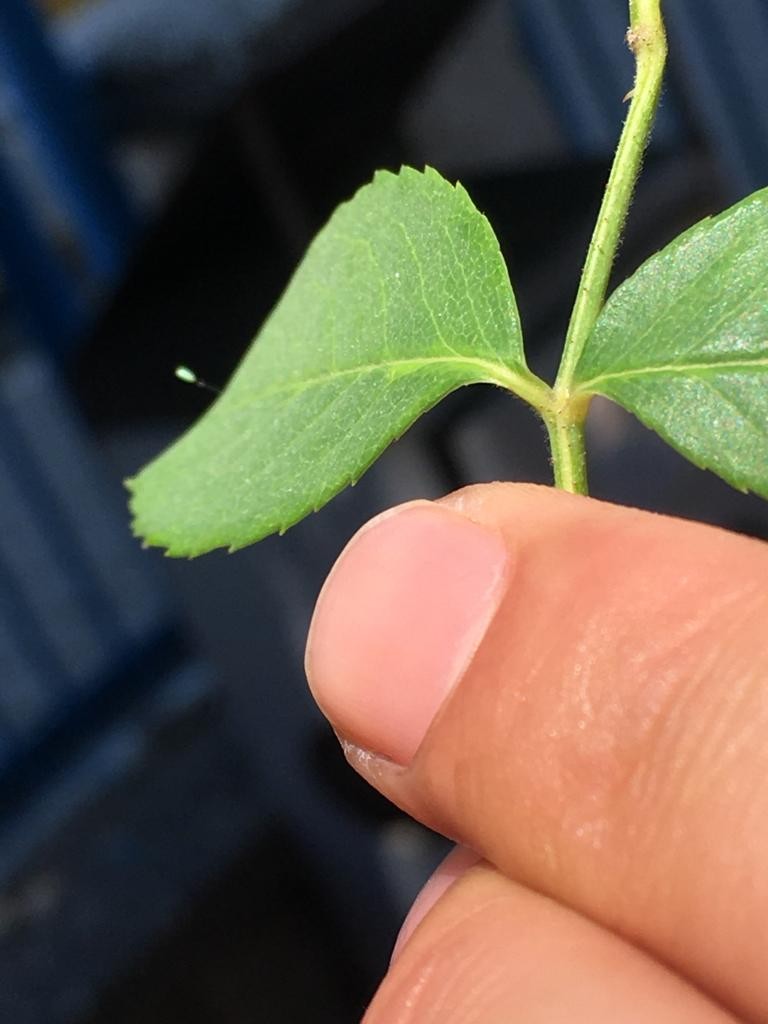 3 bin yılda bir açtığına inanılıyor! Kastamonu'da görüldü