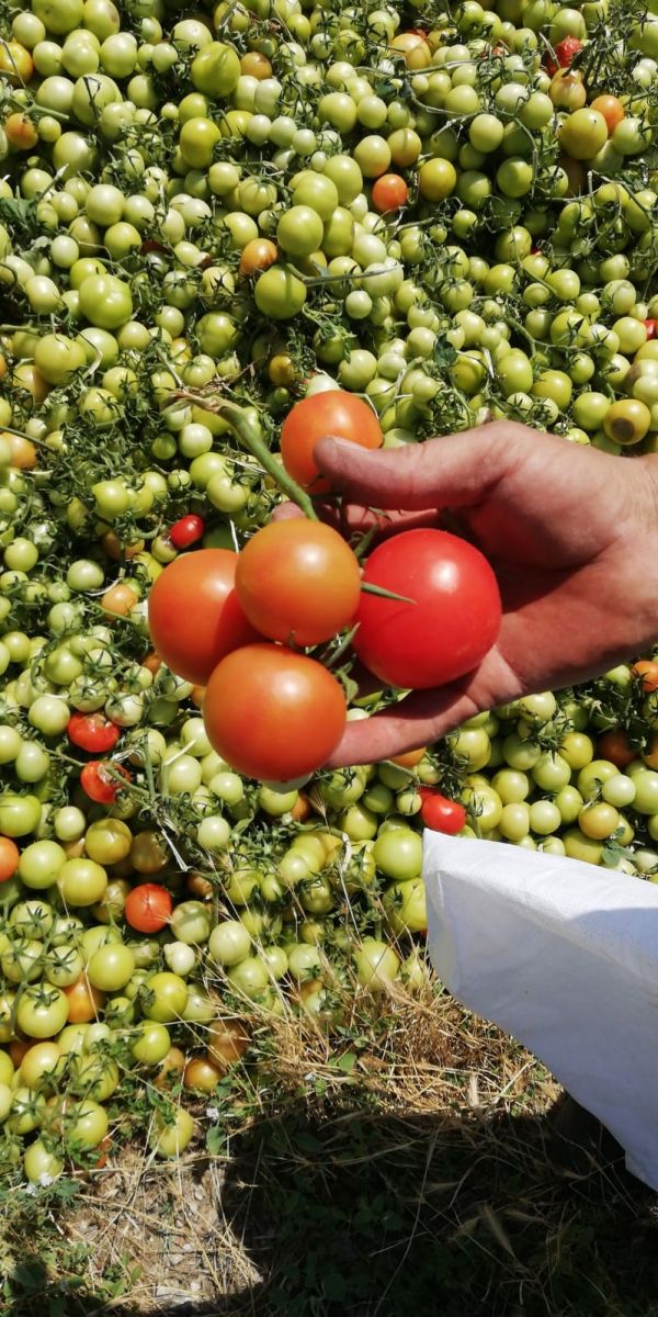 2 tır domatesi boş araziye attılar