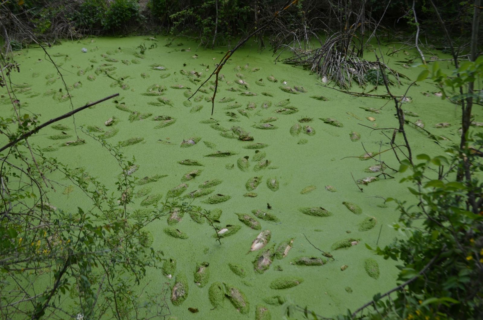 Alg patlaması yaşanan göl yeşil örtüyle kaplandı