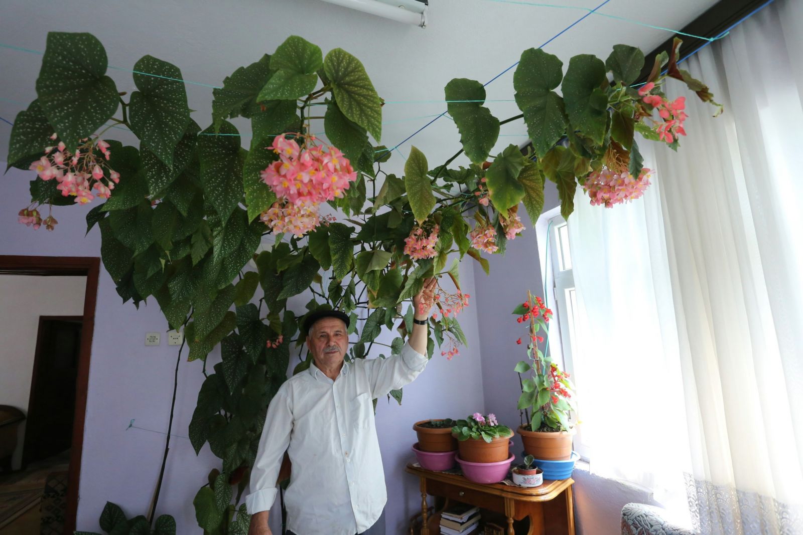 Eşinin hatırasını yaşatmak için gözü gibi baktığı çiçek bütün odayı kapladı Eşinin hatırasını yaşatmak için gözü gibi baktığı çiçek bütün odayı kapladı