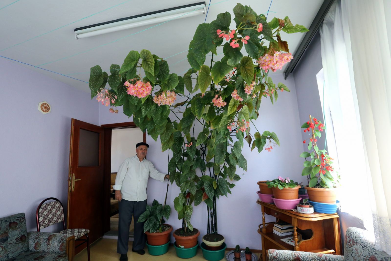 Eşinin hatırasını yaşatmak için gözü gibi baktığı çiçek bütün odayı kapladı Eşinin hatırasını yaşatmak için gözü gibi baktığı çiçek bütün odayı kapladı