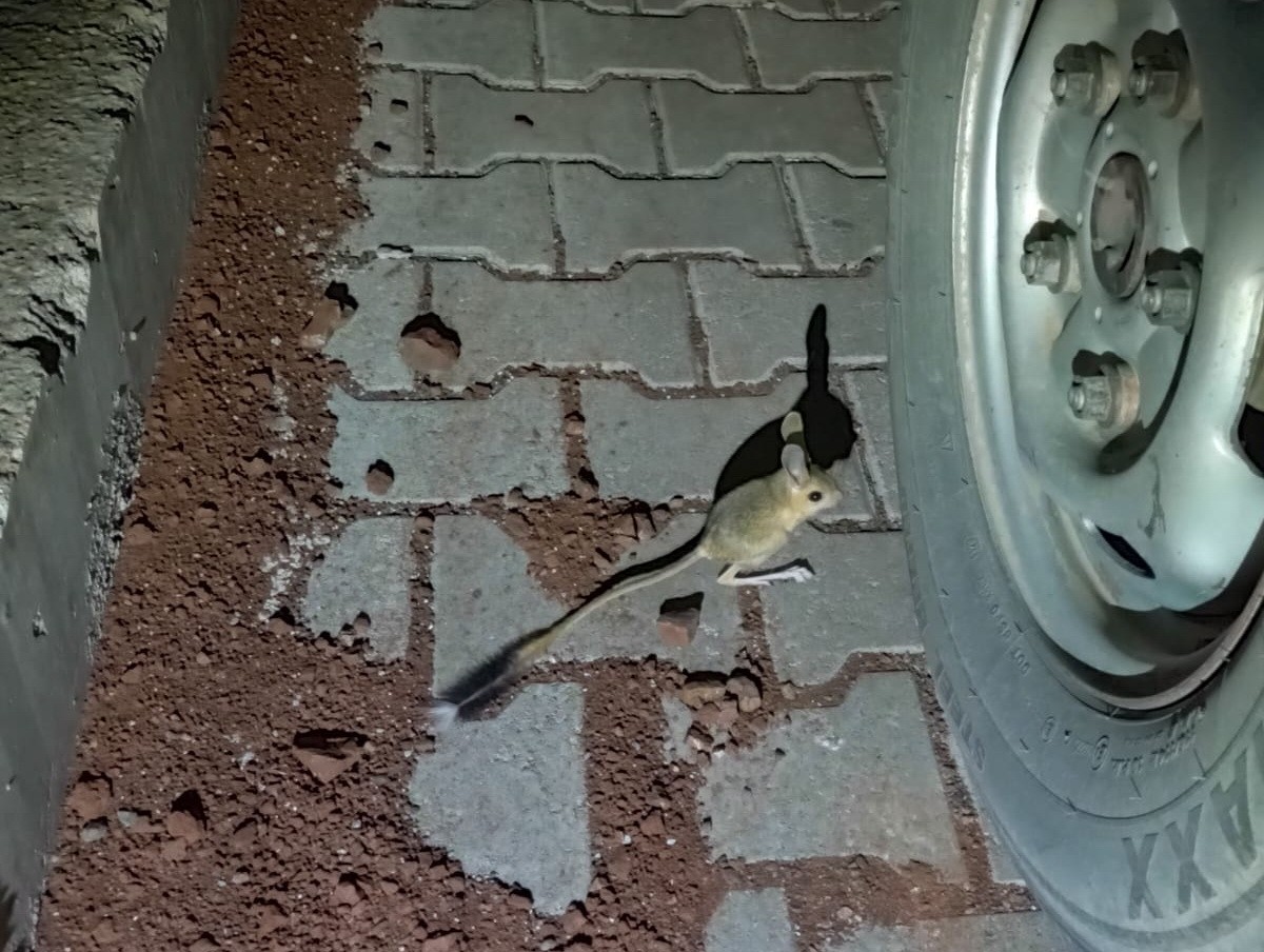 Dünyanın en ilginç hayvanlarından kanguru faresi Adıyaman’da görüldü