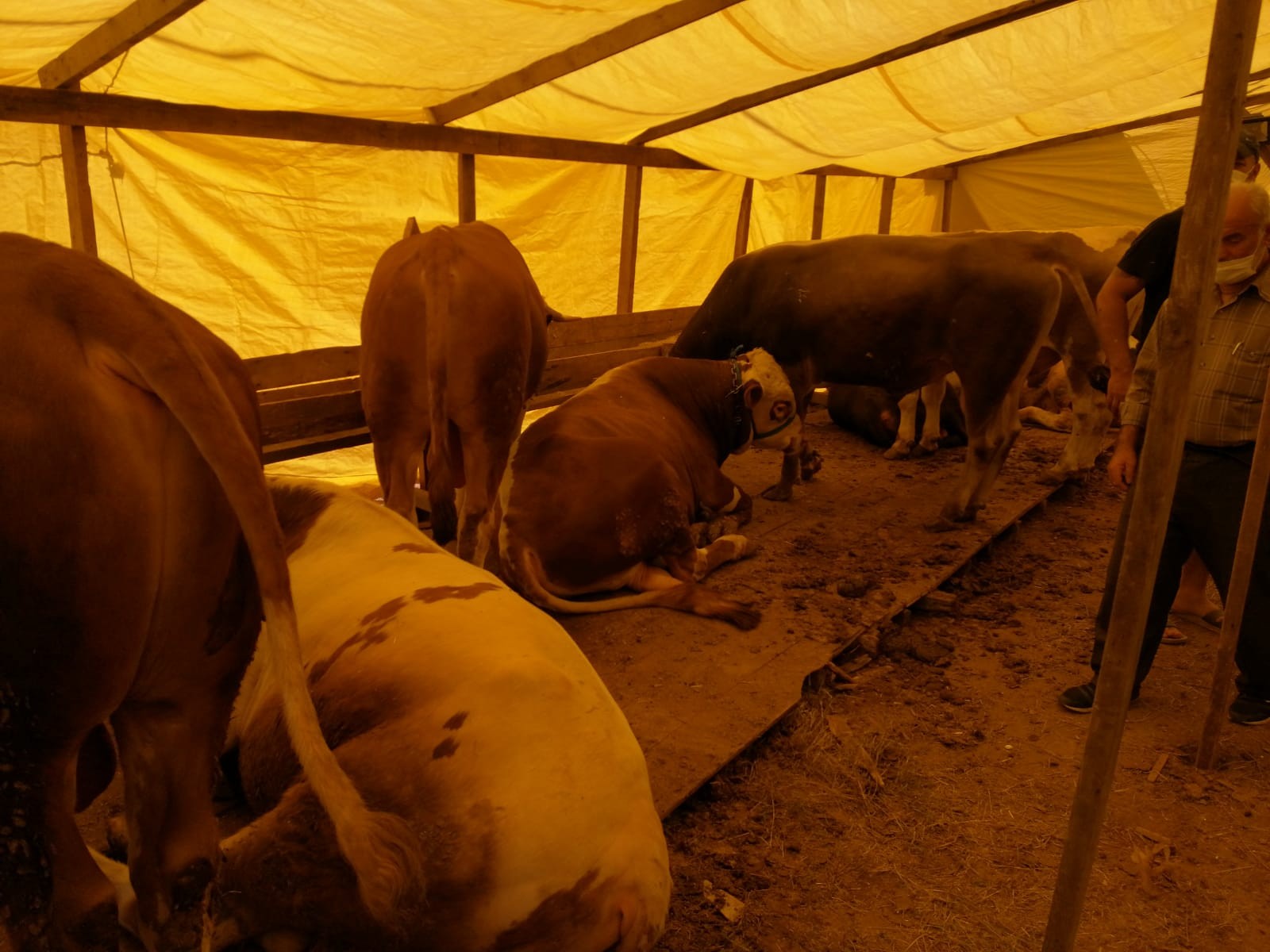 Hayvan pazarlarında sosyal mesafeli pazarlıklar başladı