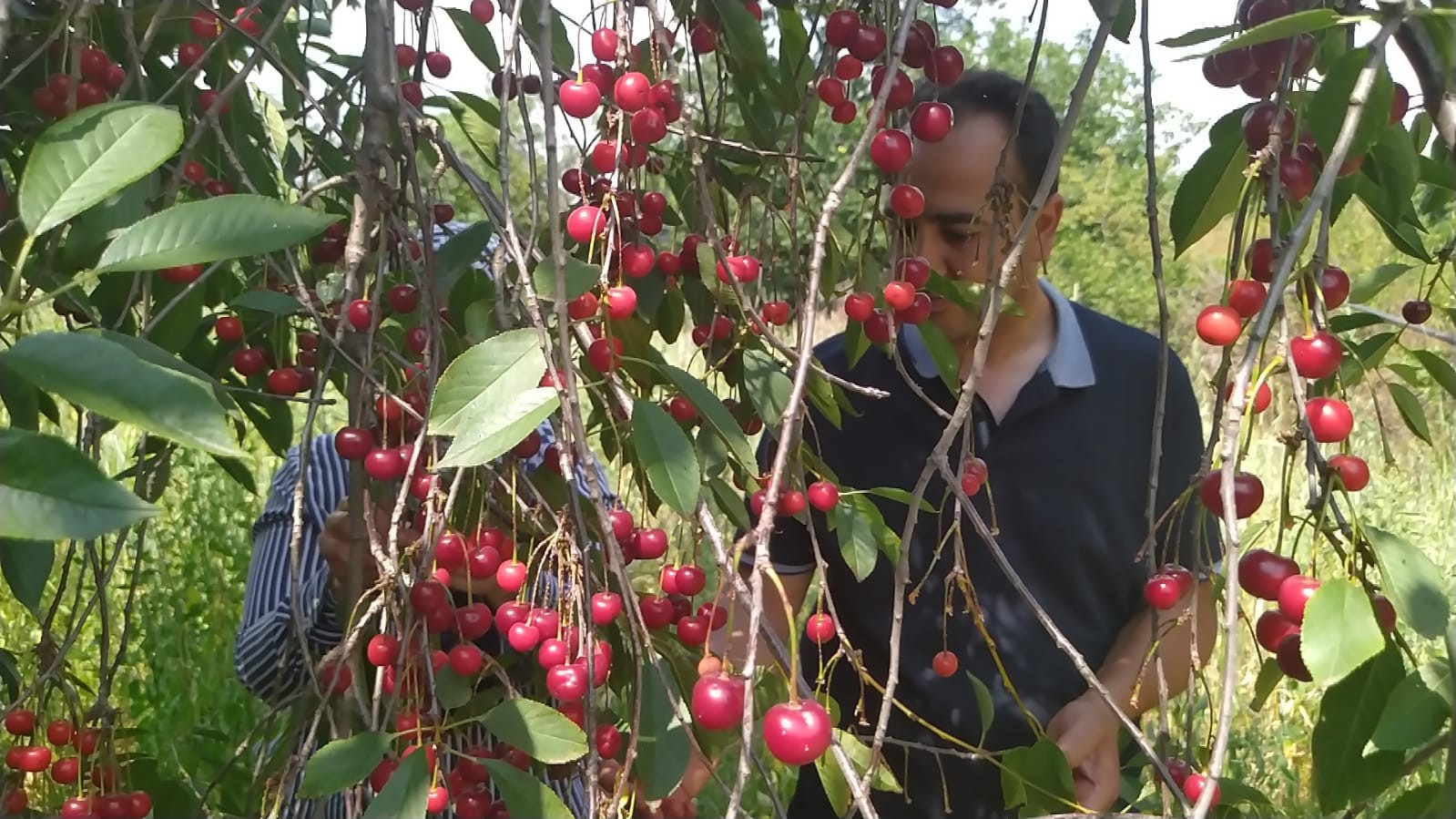 Kilosu bir bardak çay fiyatına satılıyor! Üretici zor durumda