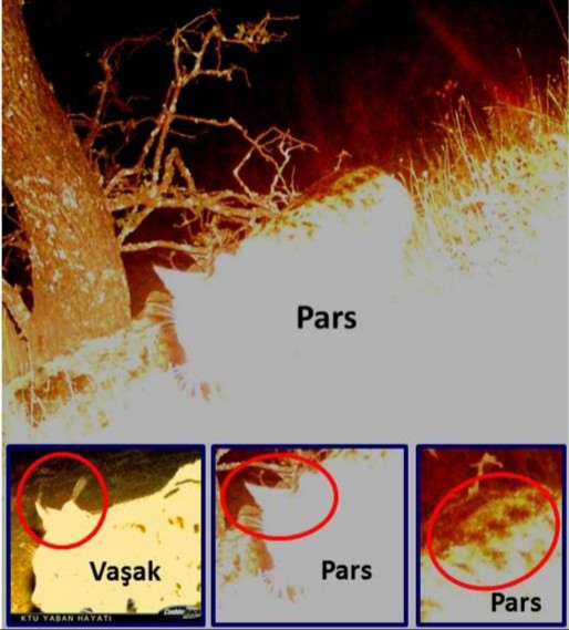 Neslinin tükendiği biliniyordu, Anadolu Parsı görüntülendi