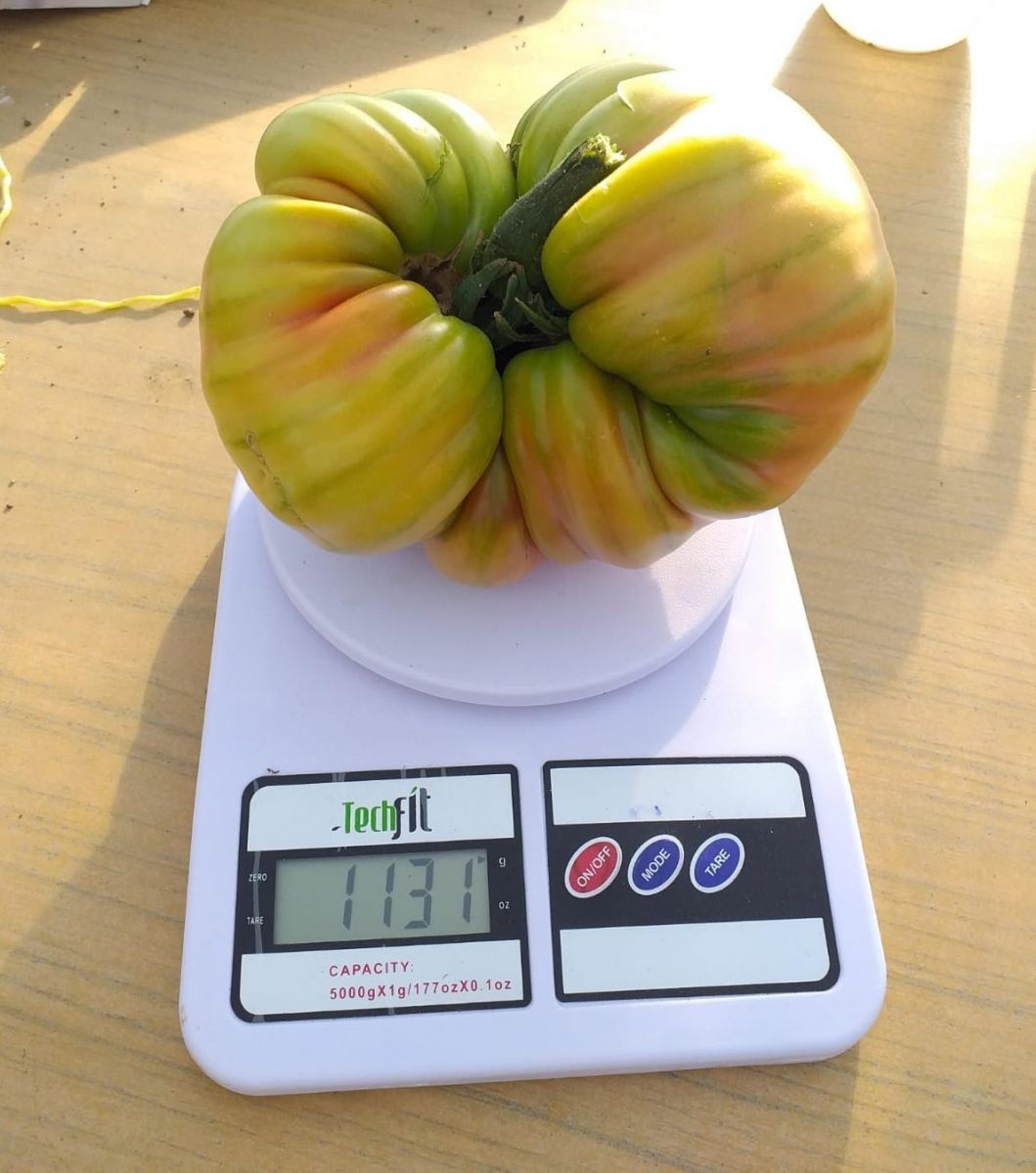 Türkiye rekoru! Bir tanesi tam 1 kilo 130 gram