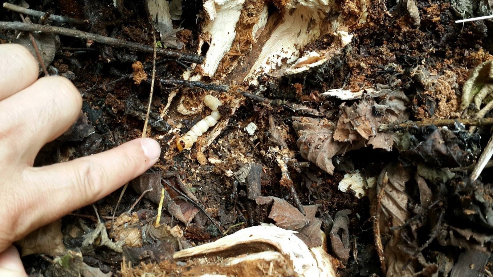 Fındığın kanseri ‘Drakula’ yayılışını sürdürüyor