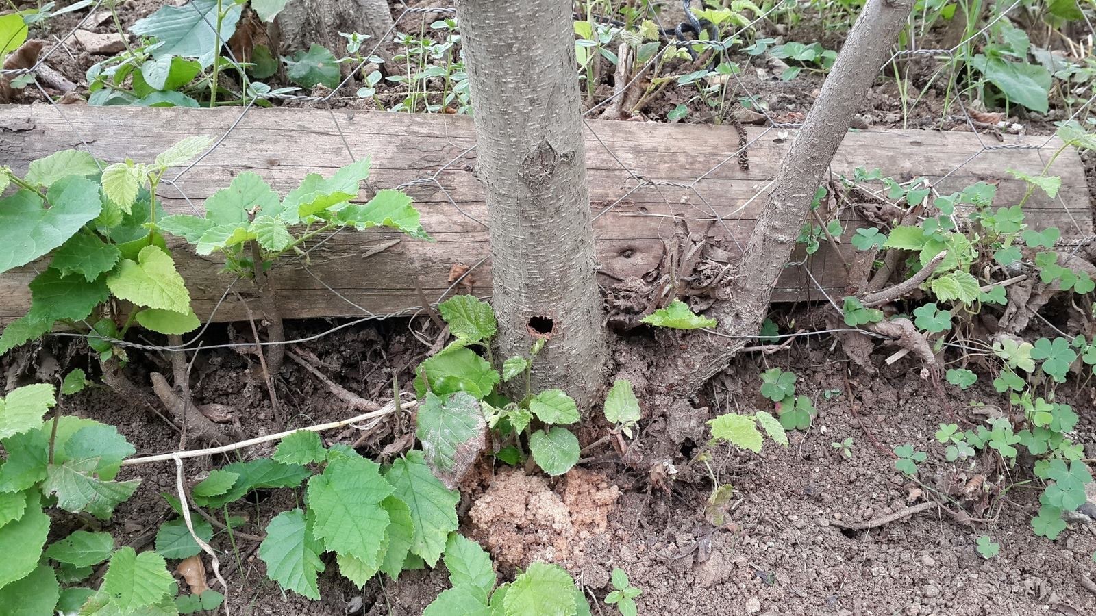 Fındığın kanseri ‘Drakula’ yayılışını sürdürüyor