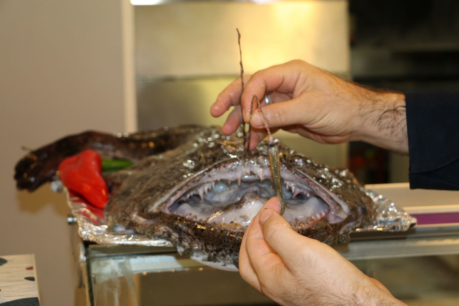 Akdeniz'in Fener balığı yolunu kaybedince Karadeniz'de ağlara takıldı