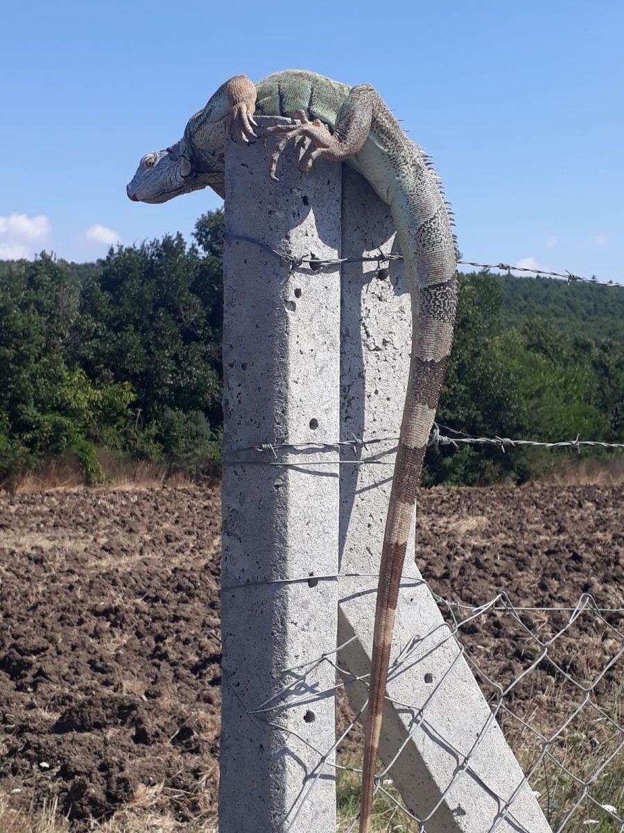 İstanbul'da iguana şaşkınlığı! Koruma altına alındı