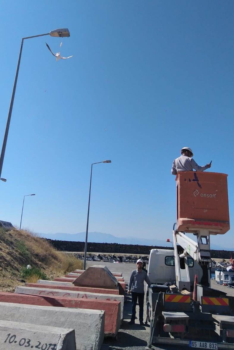 Ayağına maske takılan martı, direkte asılı kaldı