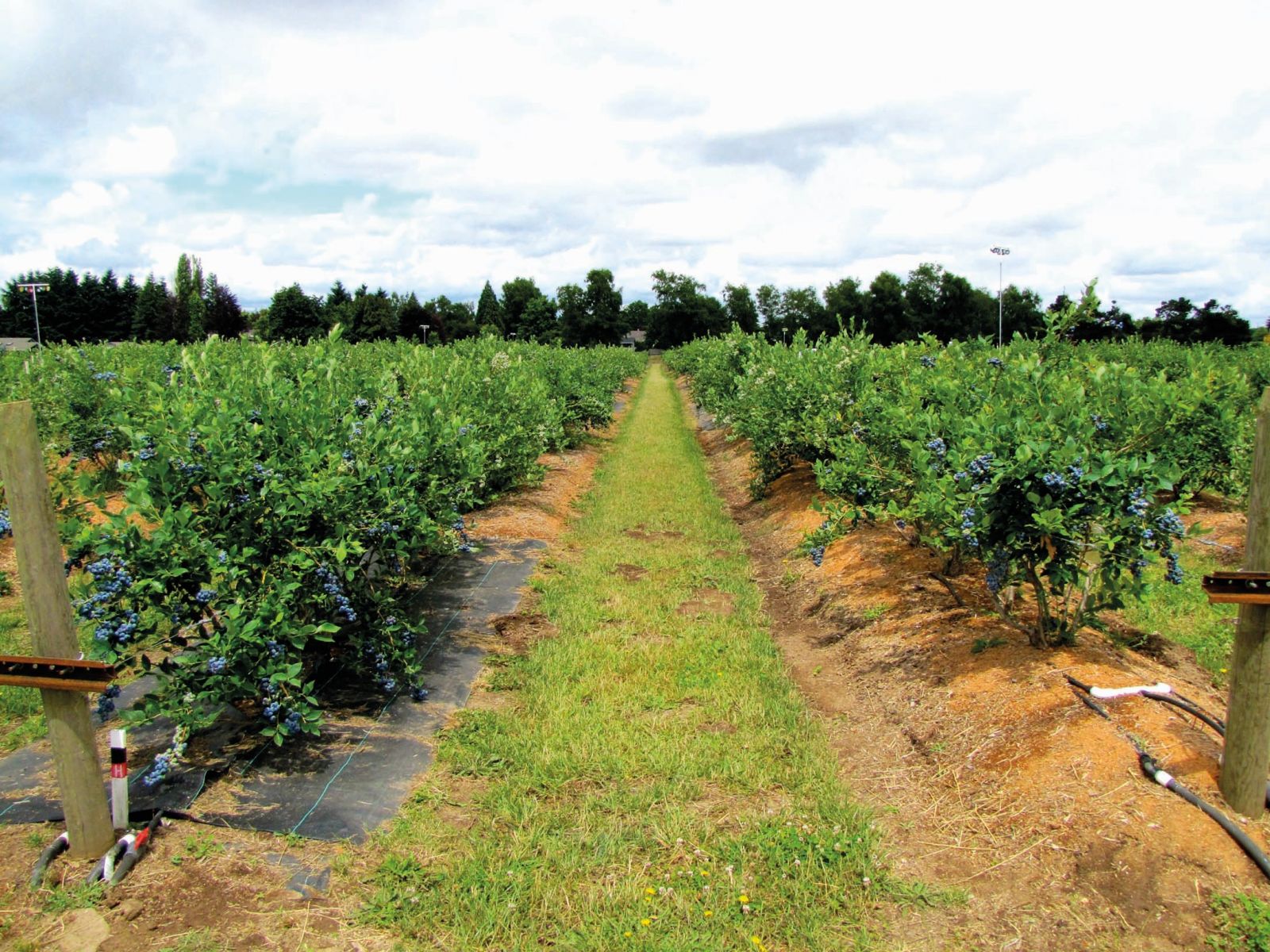 Kilosu 50 liraya satılıyor! Birçok bölgede doğal olarak yetişiyor