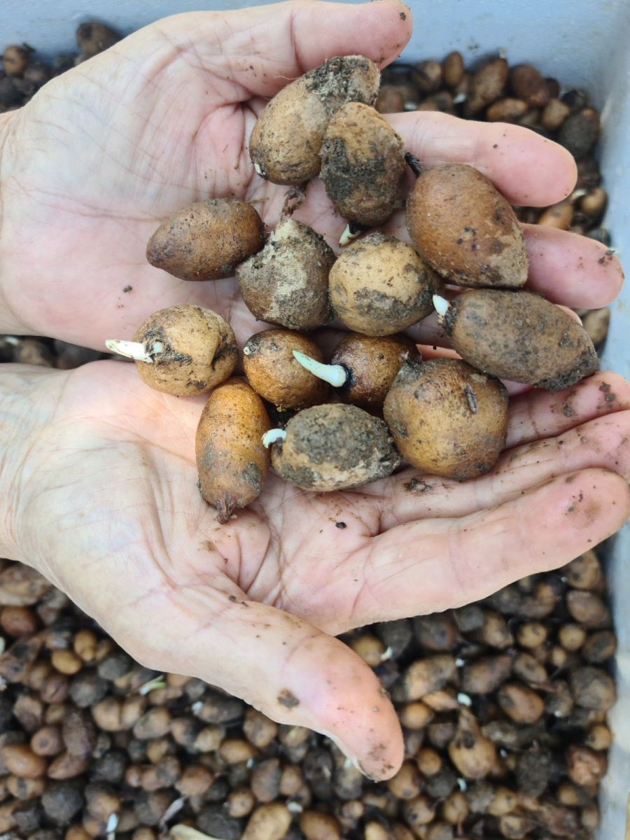 Bankacılığı bıraktı, şimdi kilosu 500 lira olan salep üretiyor