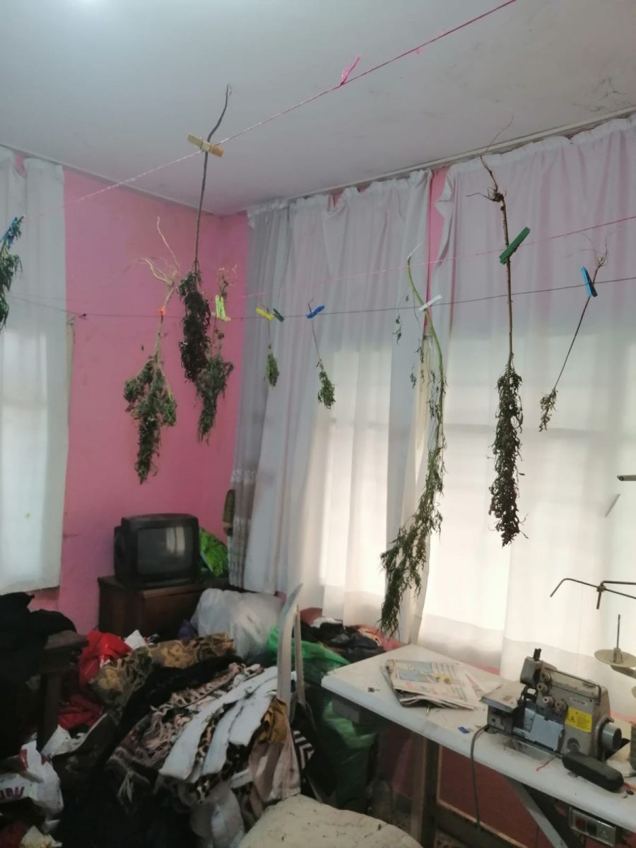 Askıda kenevir kurutan zanlının “şeker hastasıyım kaynatıp suyunu içtim” bahanesi