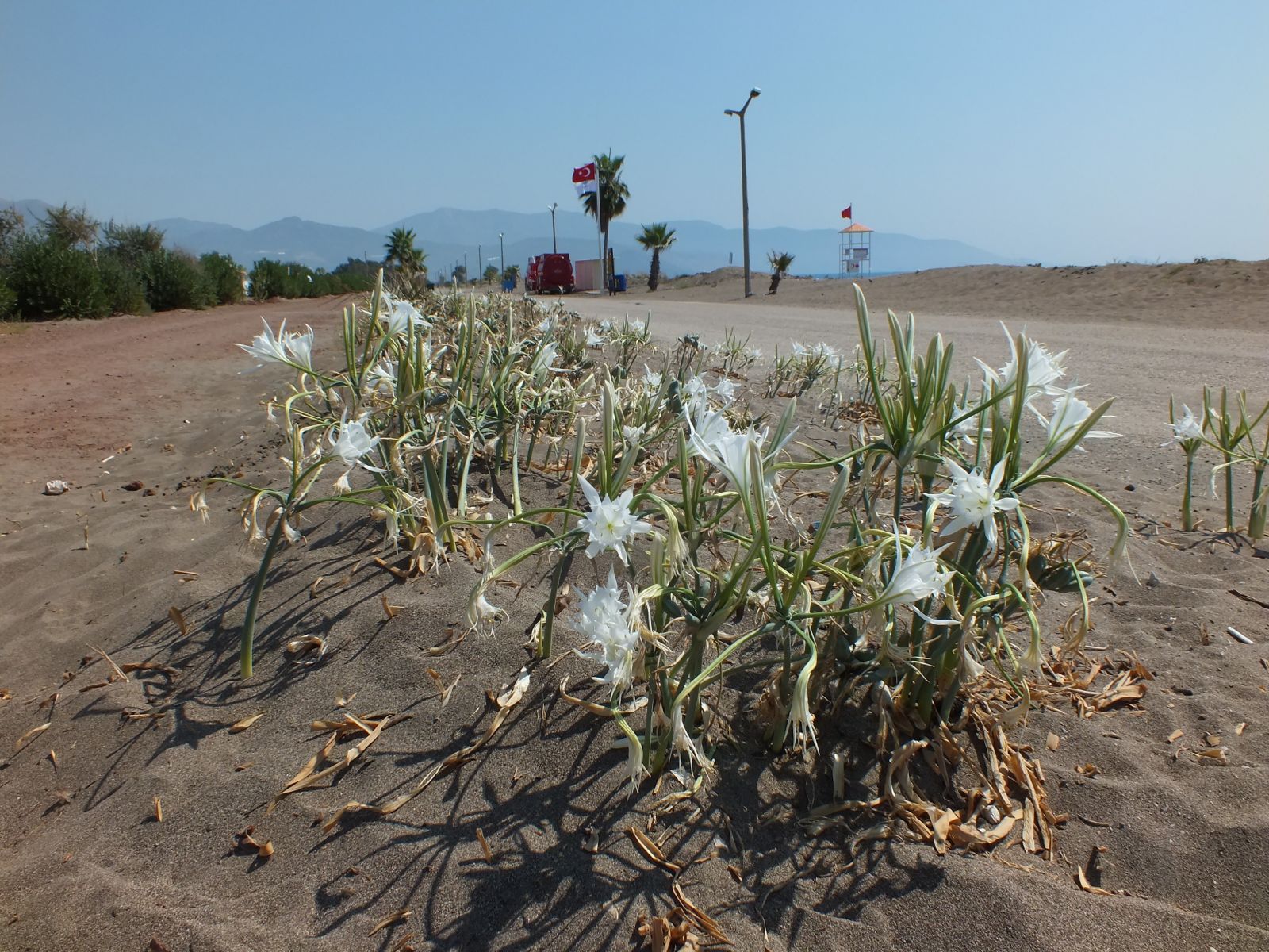 Kum zambaklarını koparanlara ağır ceza!