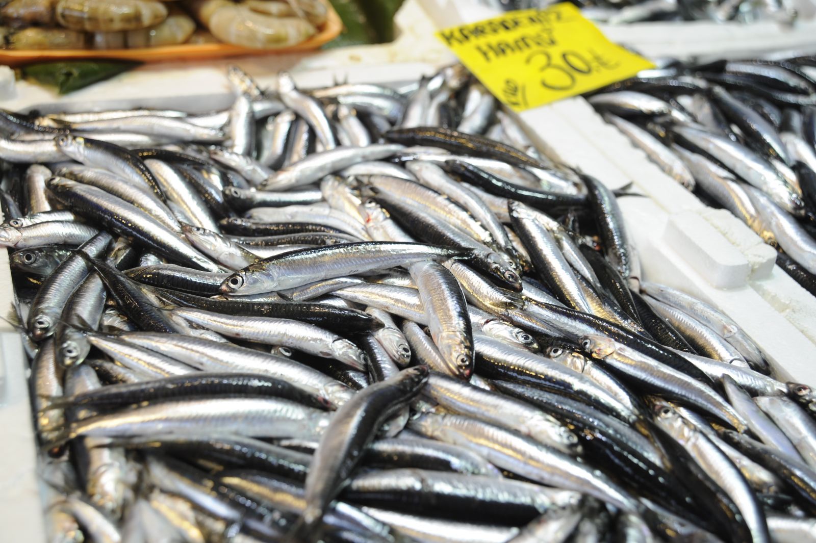 Balık tezgahlarında palamut bolluğu yaşanıyor