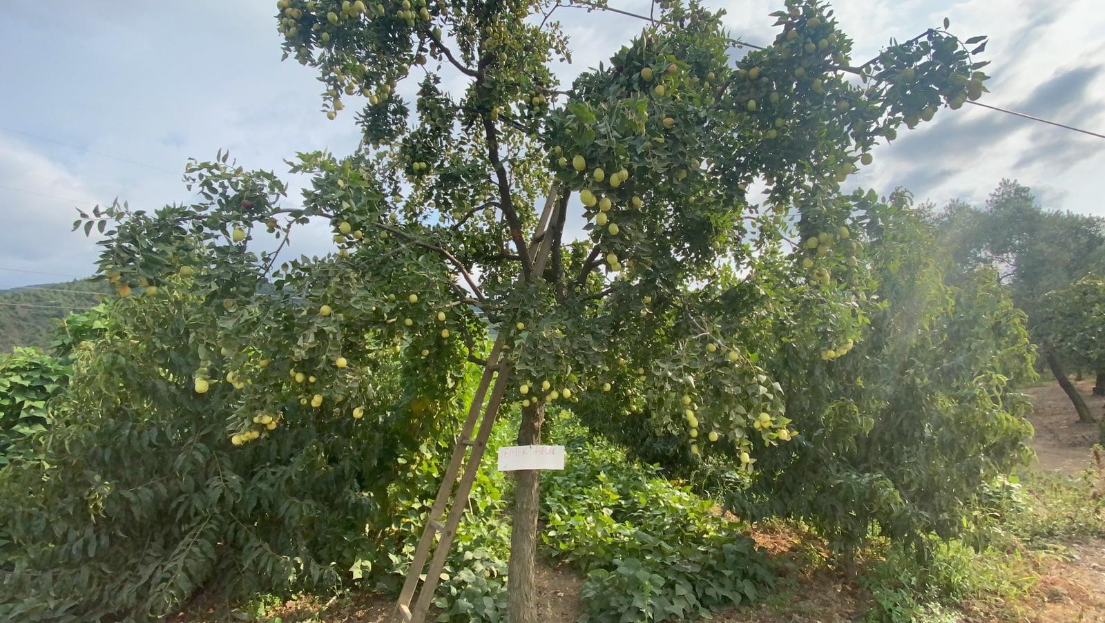 Yoldan geçen durup meyve koparıyor