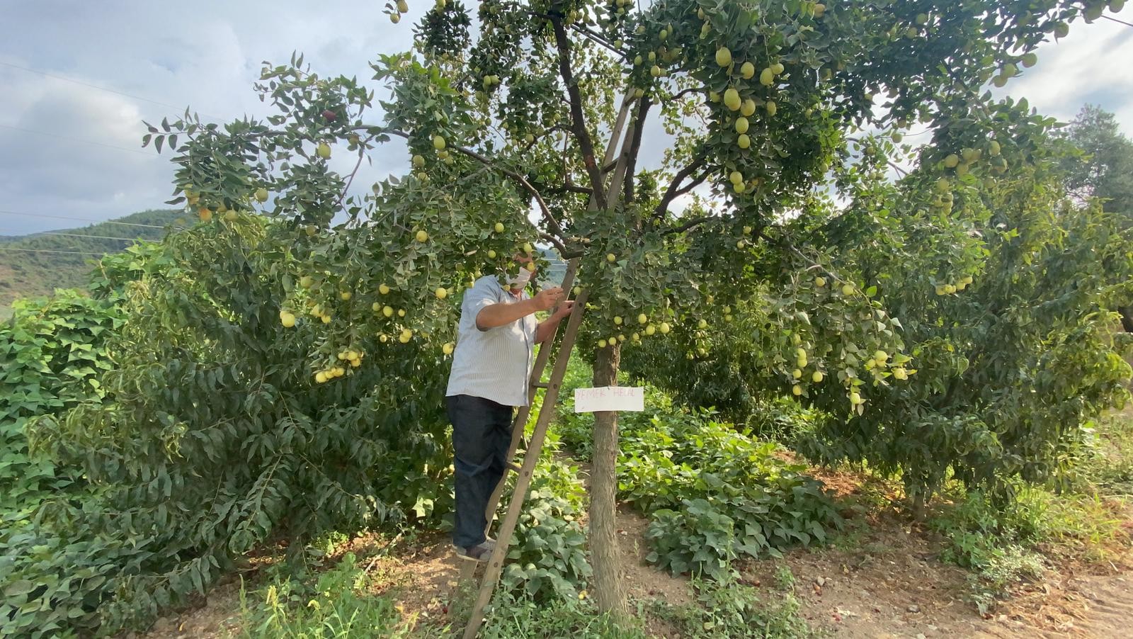Yoldan geçen durup meyve koparıyor