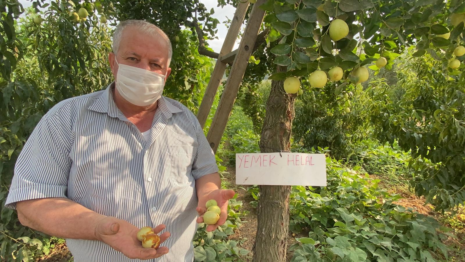 Yoldan geçen durup meyve koparıyor