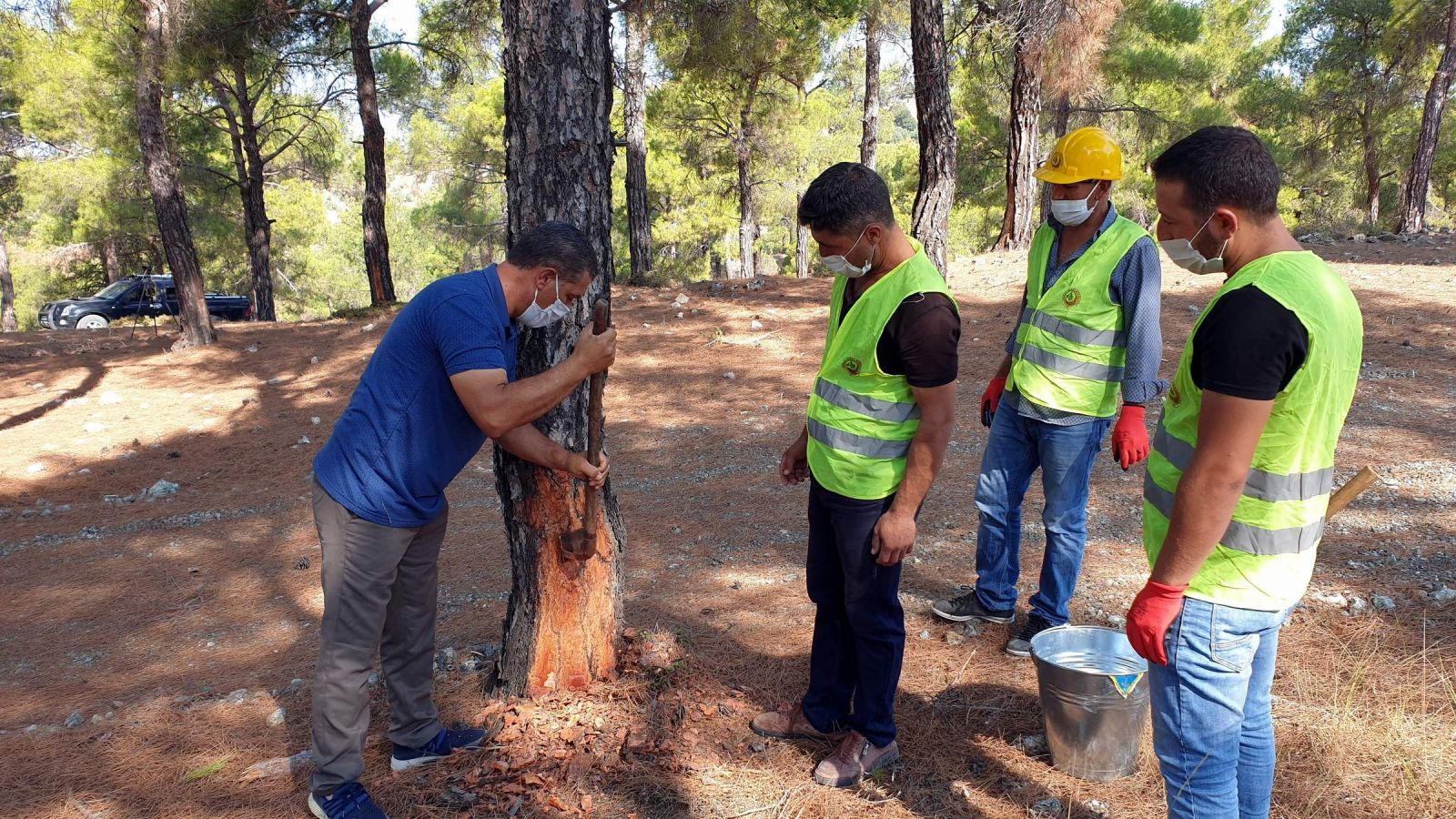 Köylünün yeni geçim kaynağı oldu! Kilosu 700 liraya satılıyor