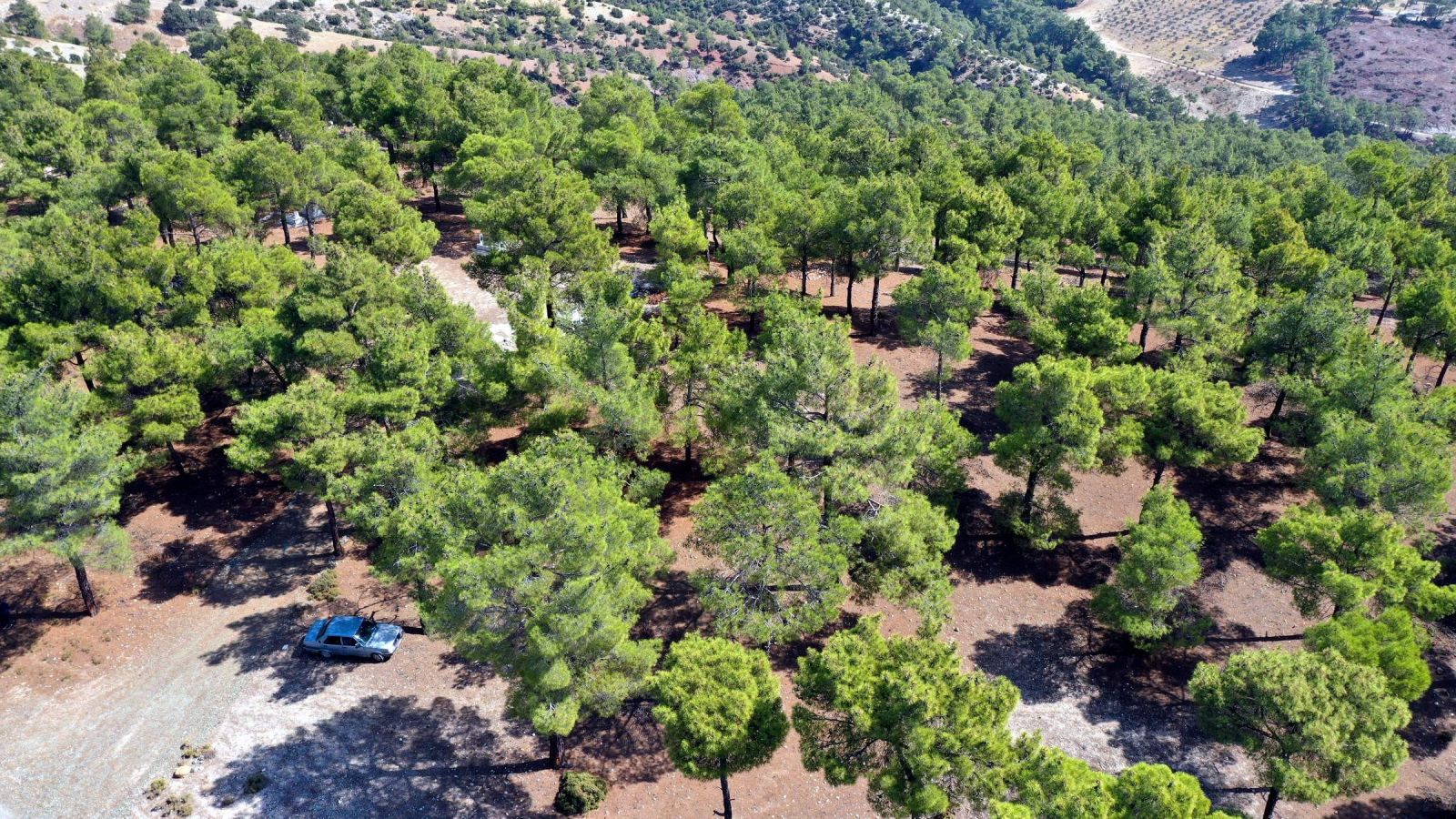 Köylünün yeni geçim kaynağı oldu! Kilosu 700 liraya satılıyor