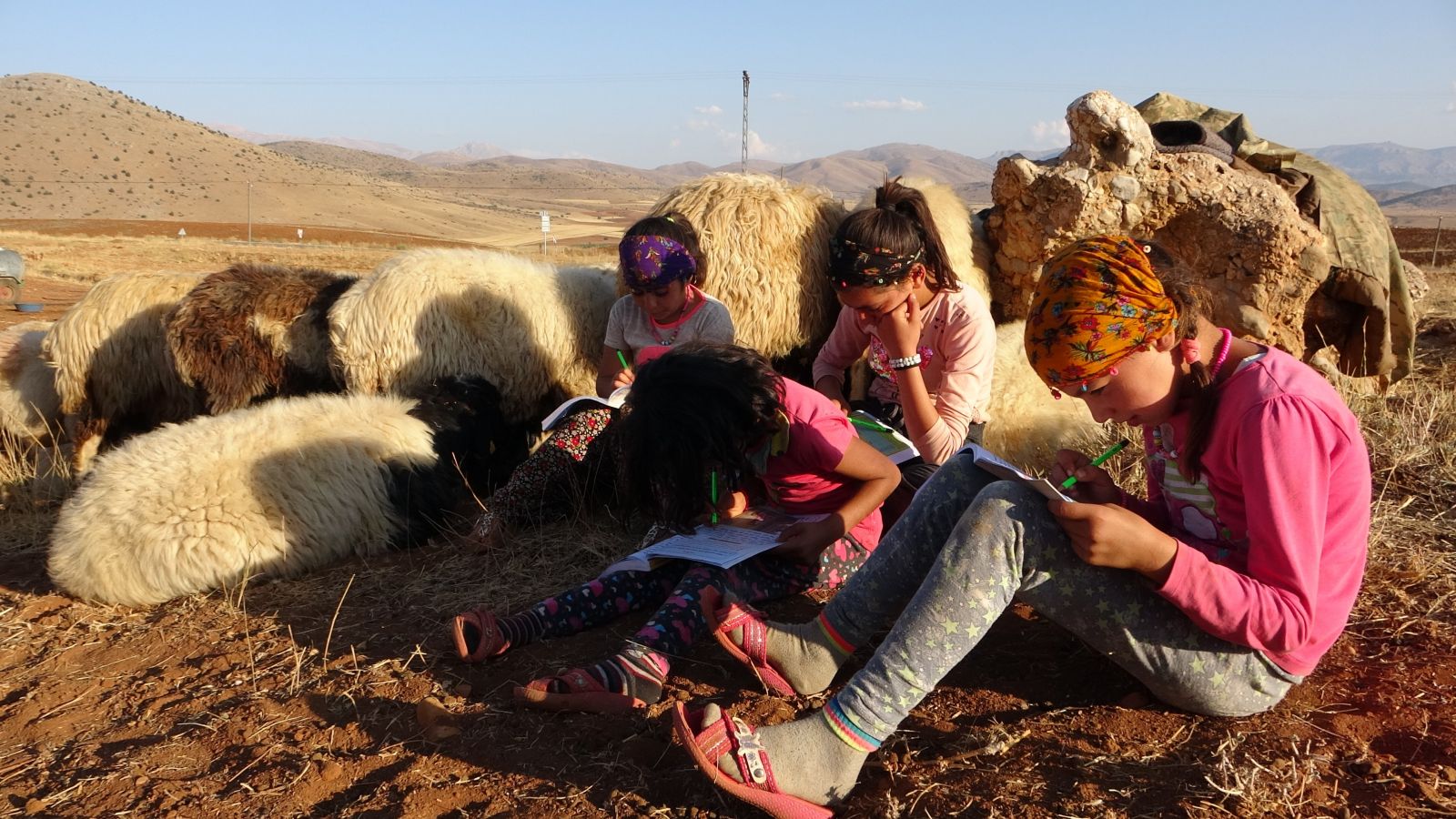 Koyunların peşinde hayallerine koşuyorlar