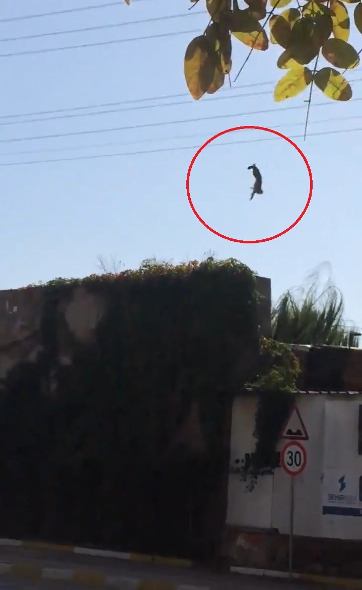 Hayvanat bahçesinden kaçan maymun elektrik akımına kapıldı