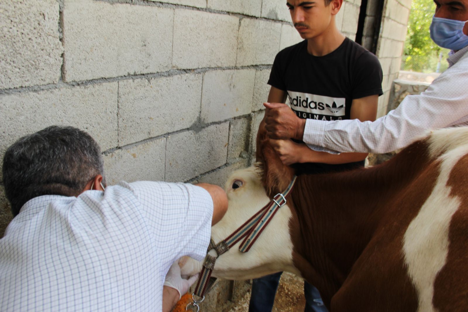 Sineklerin ısırdığı 16 büyükbaş hayvan telef oldu