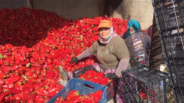 Kilosu 45 kuruşa satılıyor! Tonlarcası tarlada kaldı