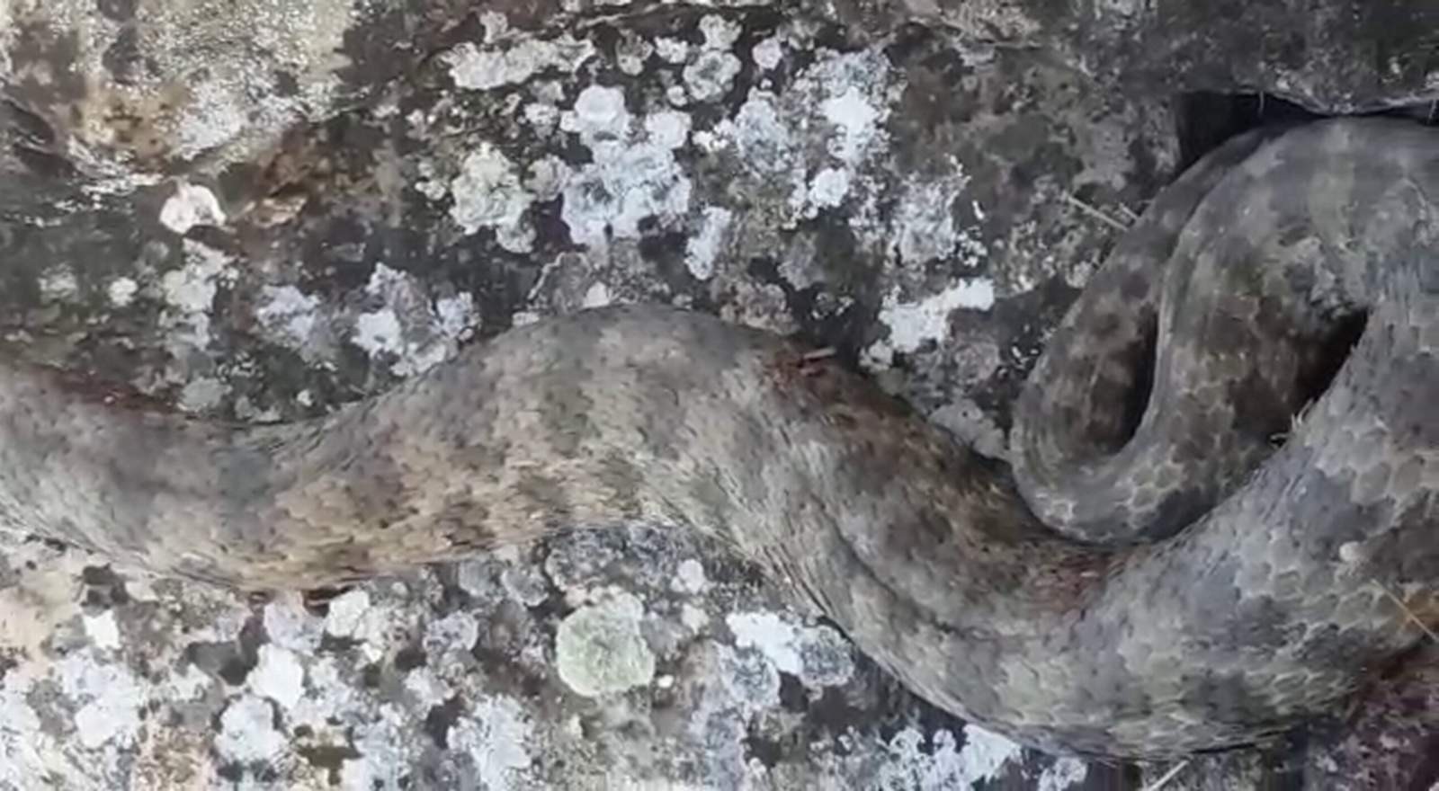 Siirt'te görülen dev yılan paniğe neden oldu