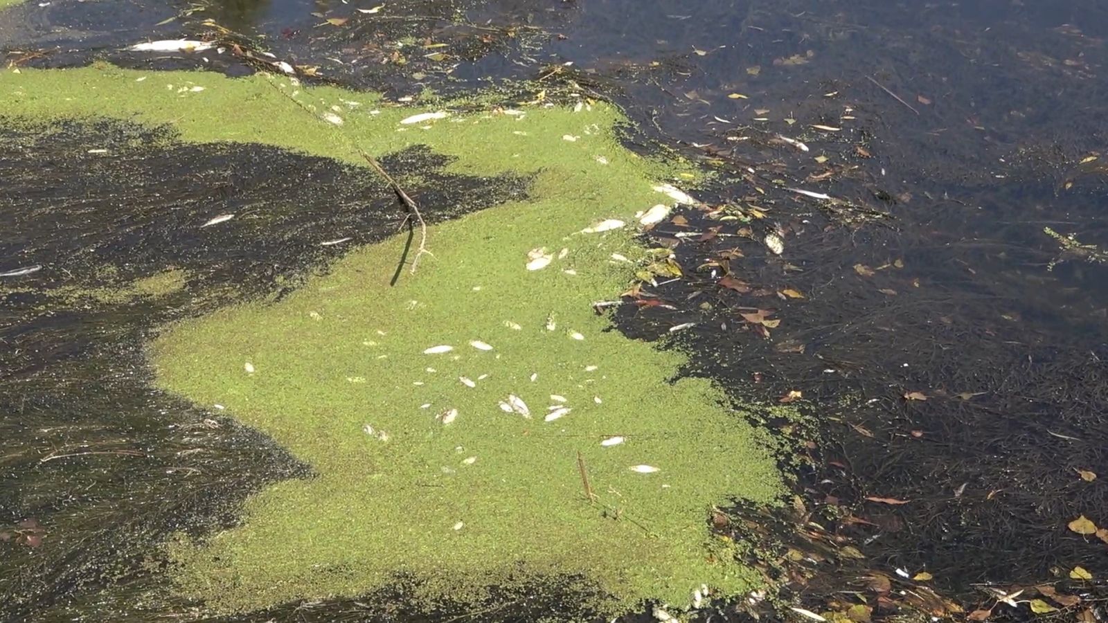 Türkiye'nin en uzun nehri Kızılırmak'ta büyük tehlike: Kuraklık kapıda