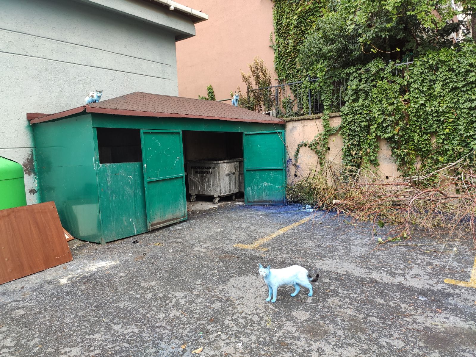 Küçükçekmece’de kediler ‘Şirinler’e döndü