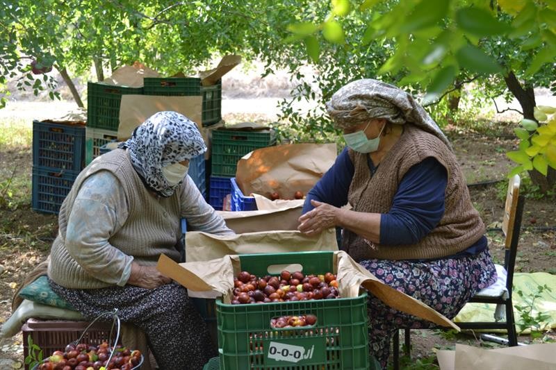 Bir ağaçtan 20 kilogram elde ediliyor, kilosu 10 TL’den satılıyor