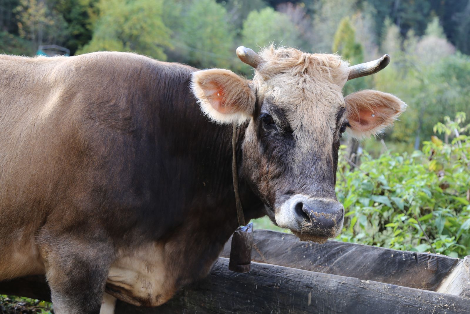 Bu aile her şeyini ineklerine borçlu Bu aile her şeyini ineklerine borçlu