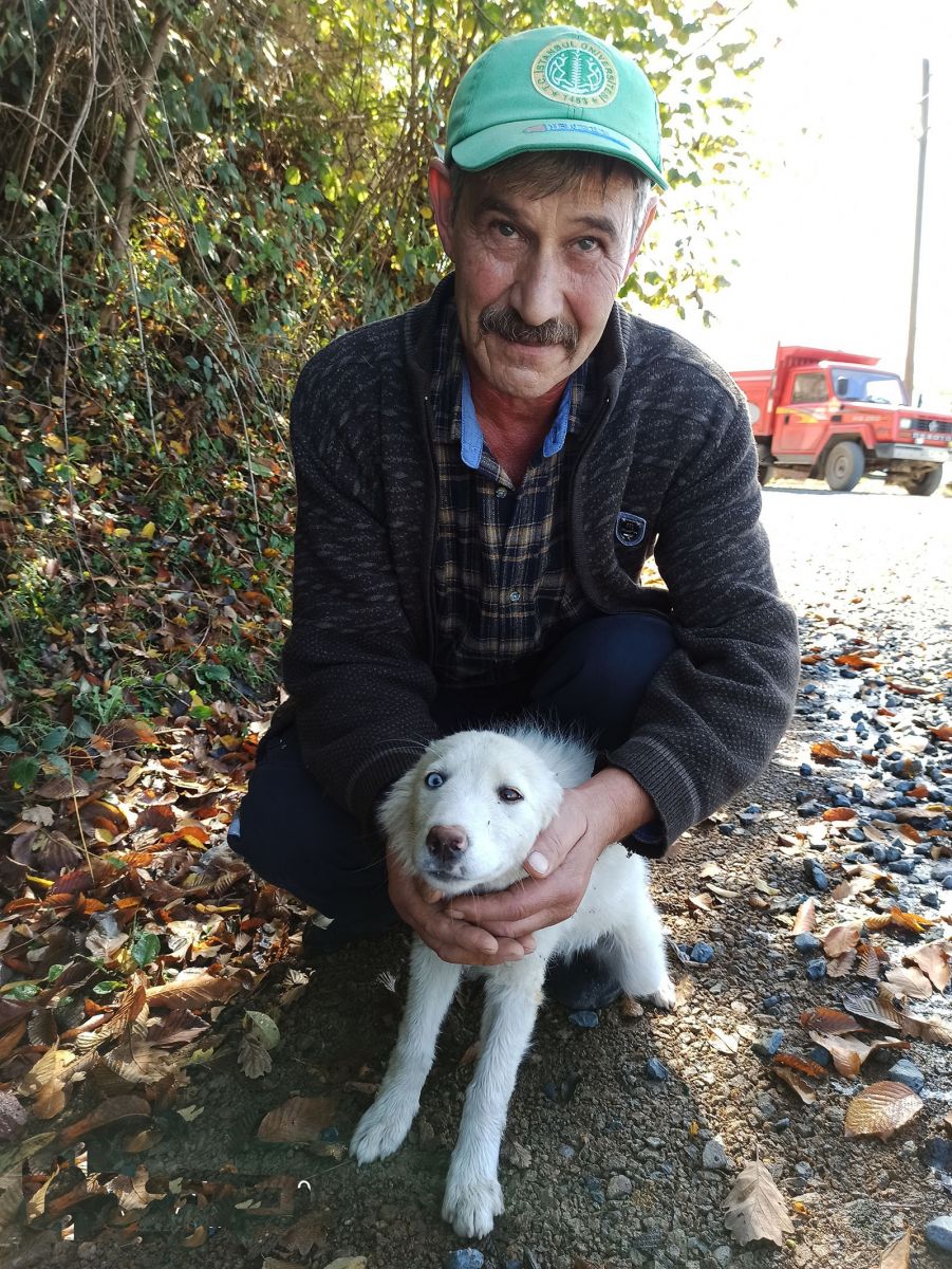 Gözleri farklı renkte olan köpek ilgi odağı oldu