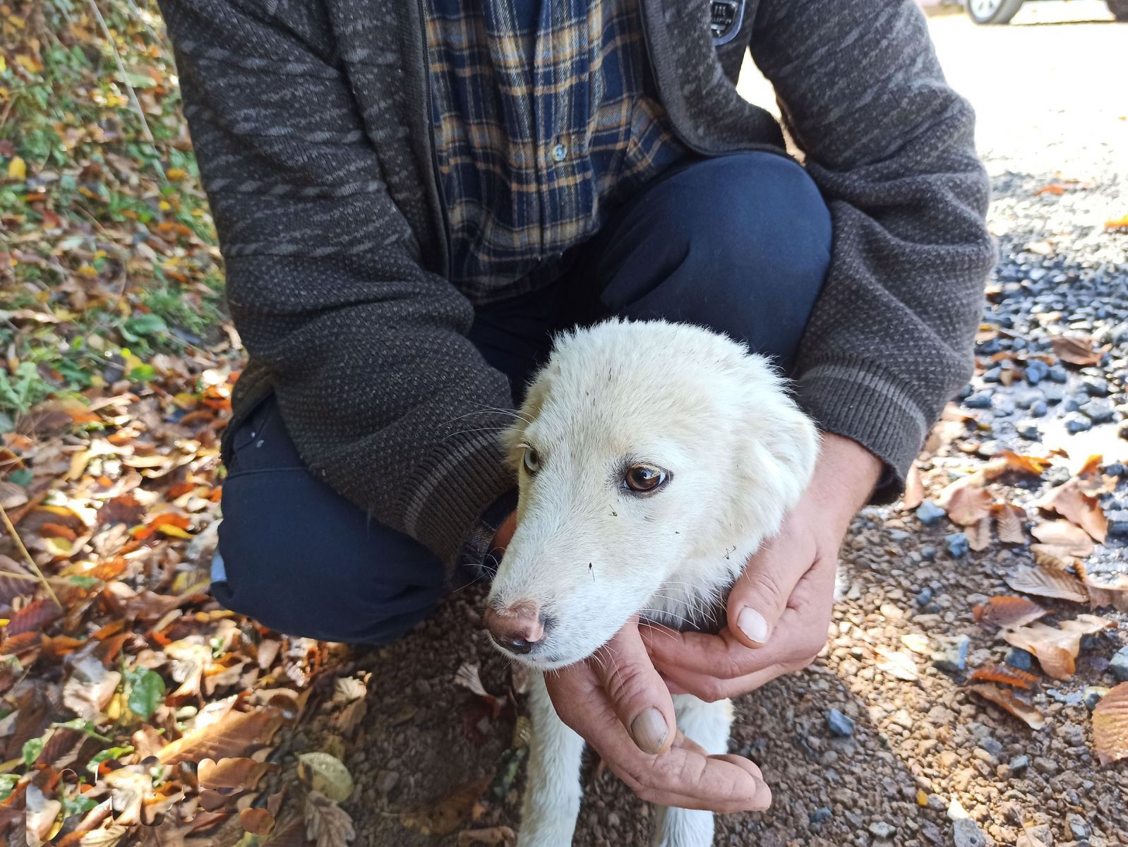 Gözleri farklı renkte olan köpek ilgi odağı oldu