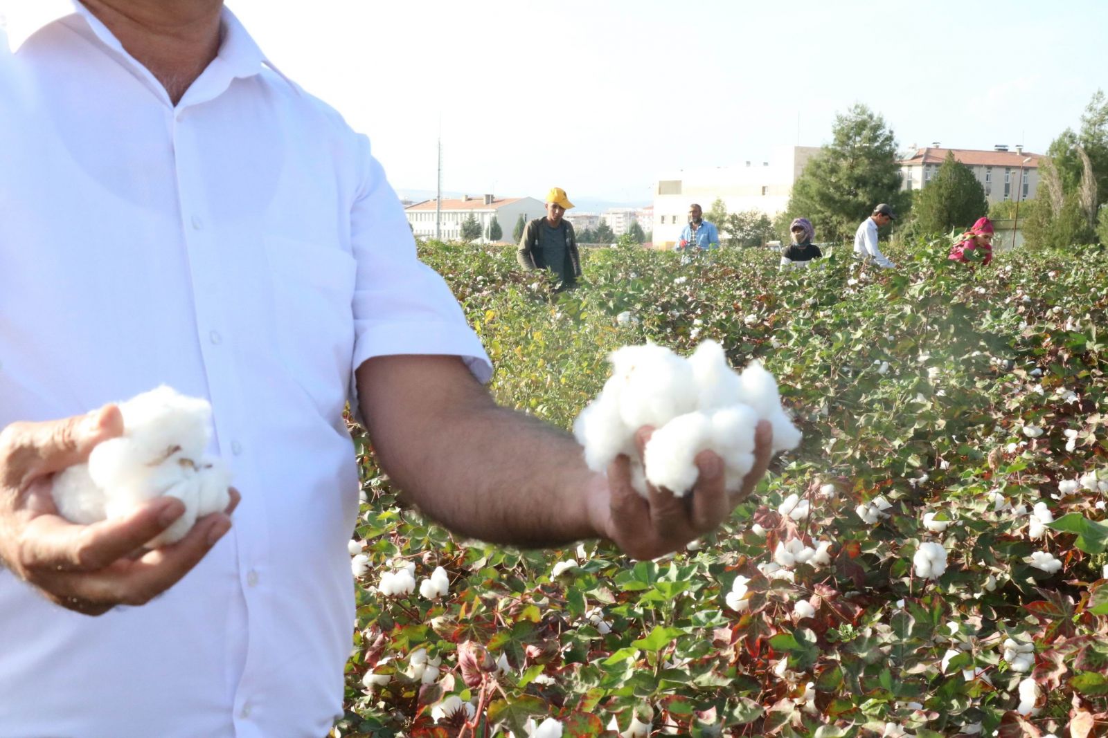 Gaziantep'te beyaz altın bereketi Gaziantep'te beyaz altın bereketi
