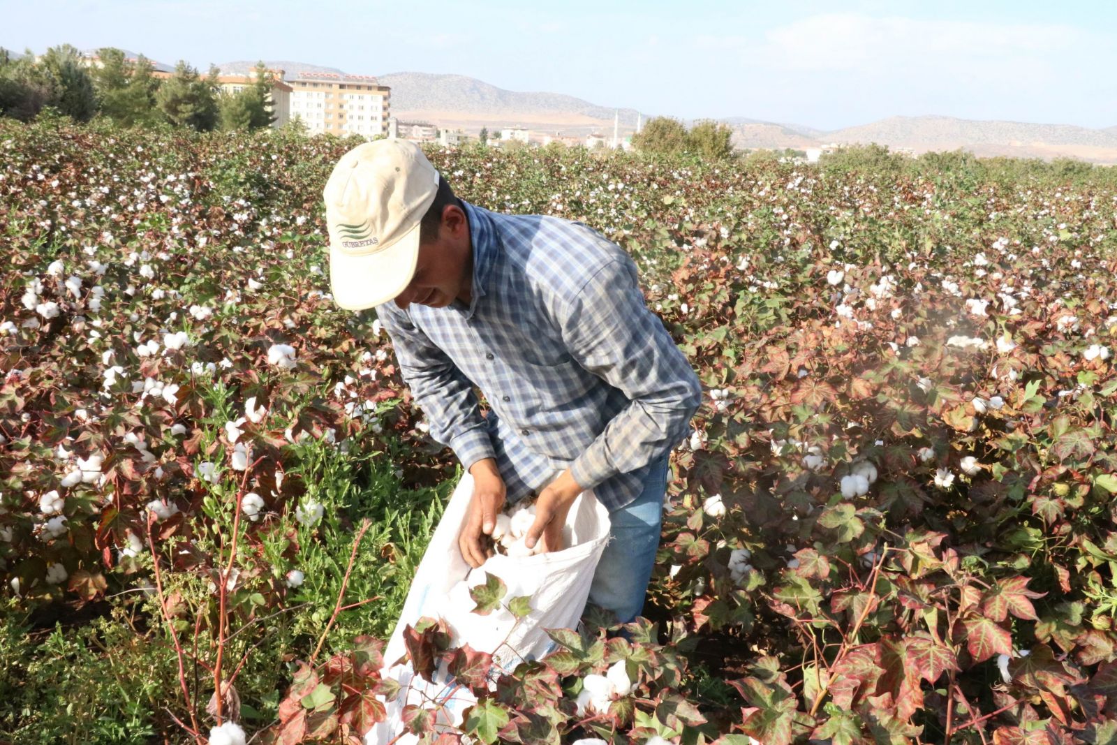 Gaziantep'te beyaz altın bereketi Gaziantep'te beyaz altın bereketi