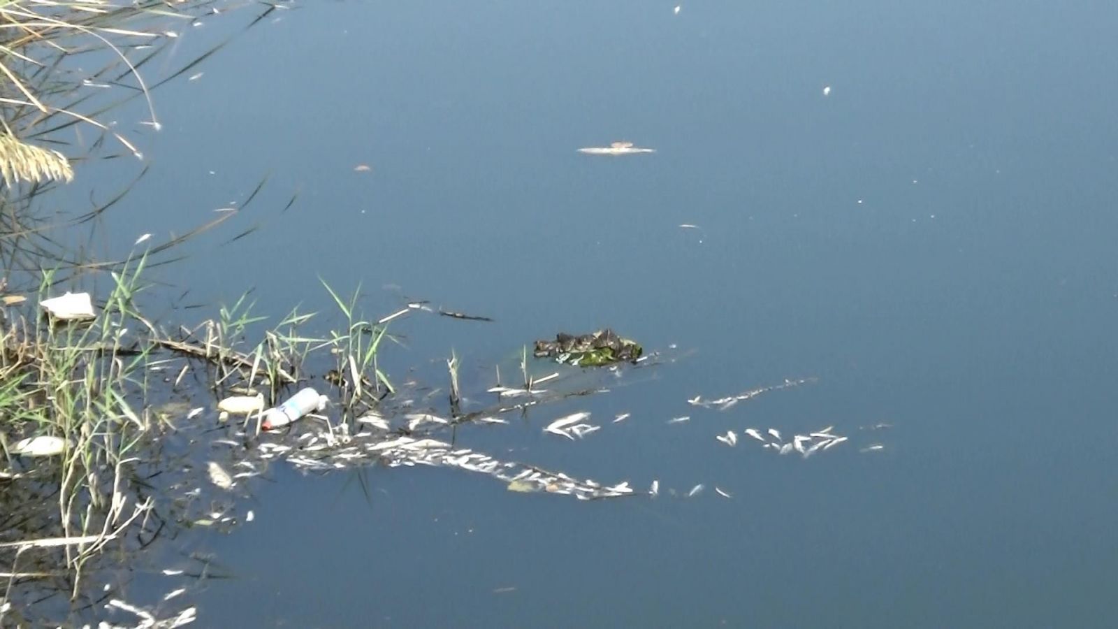 Dicle Nehri'nde tehlikeli görüntü! Telef olan balıklar kıyıya vurdu
