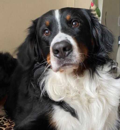 Enkaz altından 65 saat sonra bir köpek sağ olarak çıkartıldı
